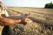 Farmers hands and wheat crops in the field.