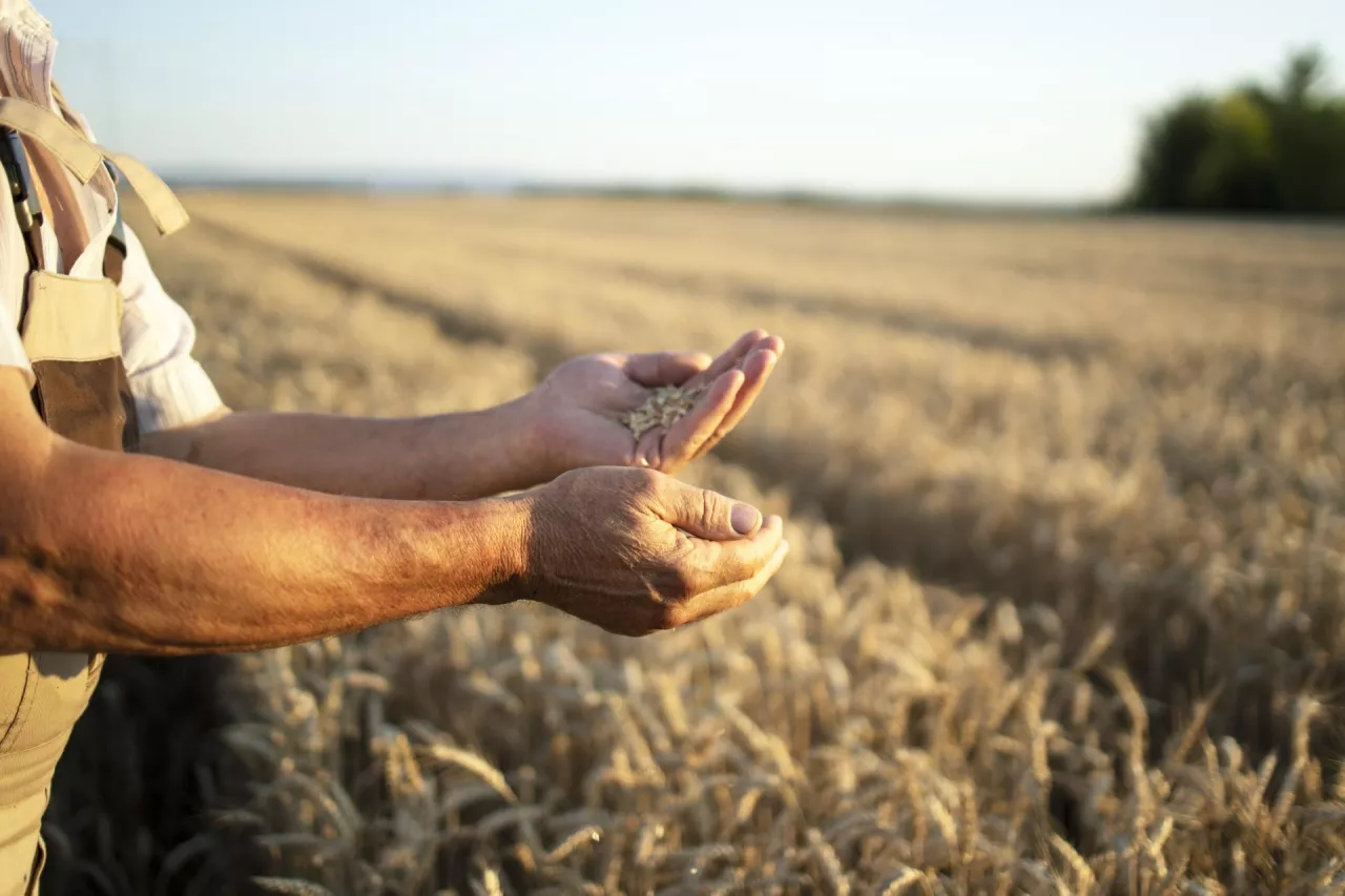 Farmers hands and wheat crops in the field.