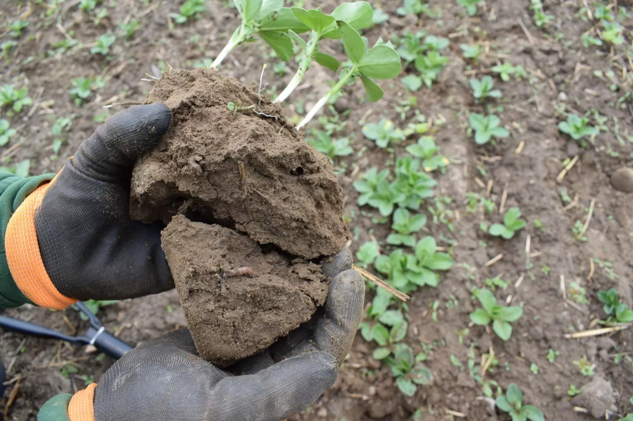 Struktura gleby jest zupełnie inna niż wcześniej, przy uprawie płużnej lekka gleba przesypywała się przez palce, dziś w trzynastym sezonie uprawy bezorkowej nawet przy suchym roku ziemia jest gruzełkowata i ma odpowiednią strukturę