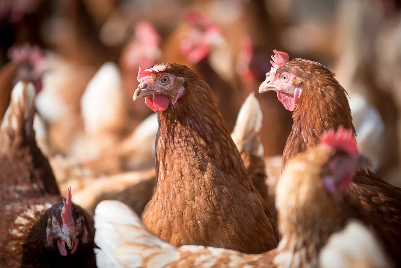 Grypa ptaków H5N1 atakuje Niemcy: czy Polska będzie następna?