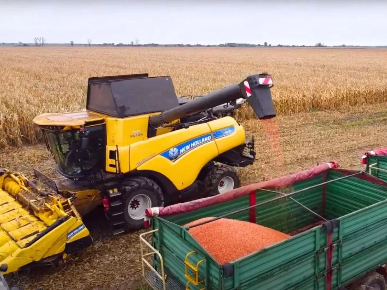 Jakie są ceny kukurydzy w skupach na południu Polski?