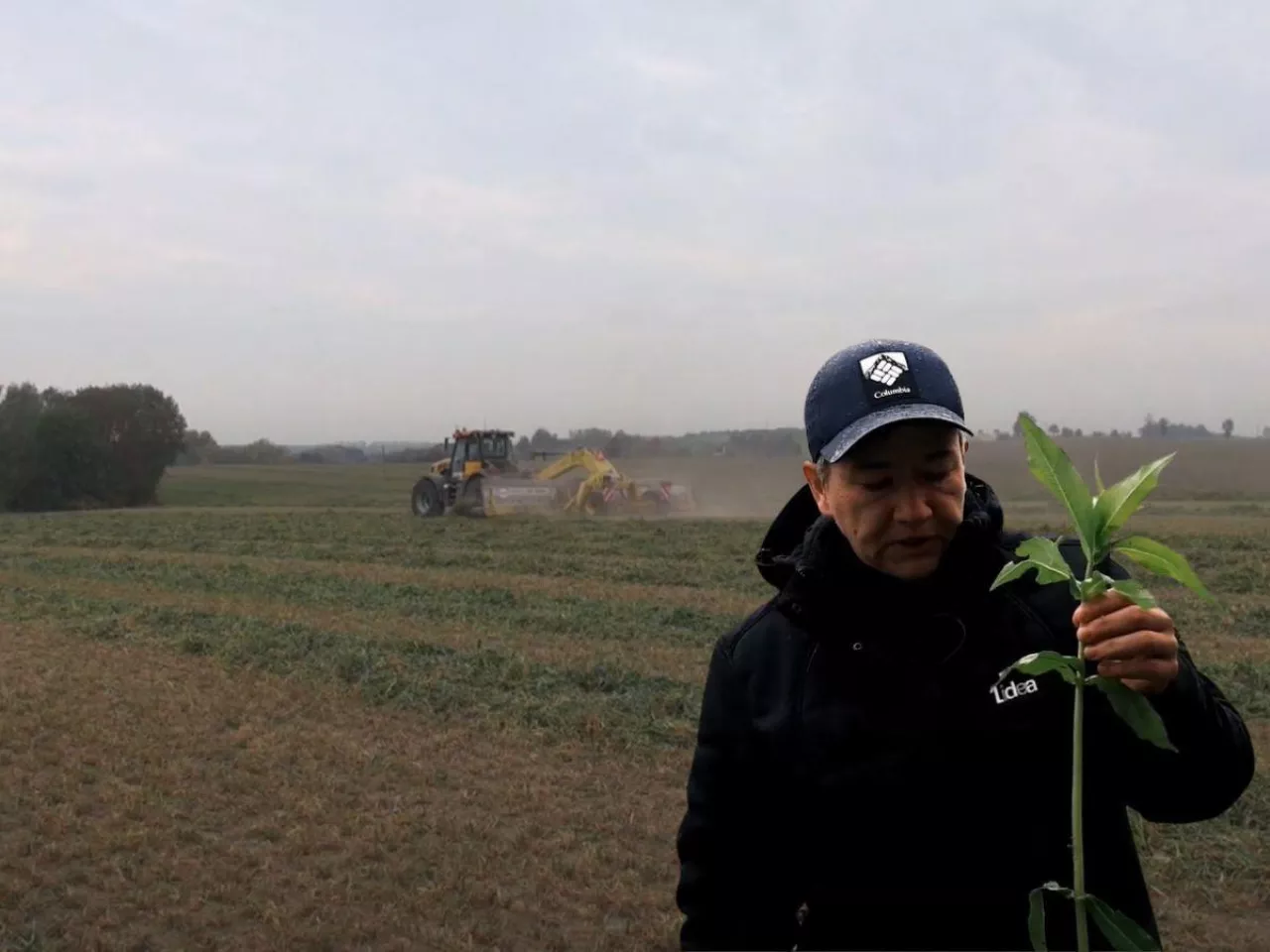 Poplony - jakie wady i zalety widzą rolnicy? Co z ekoschematami? [WIDEO]