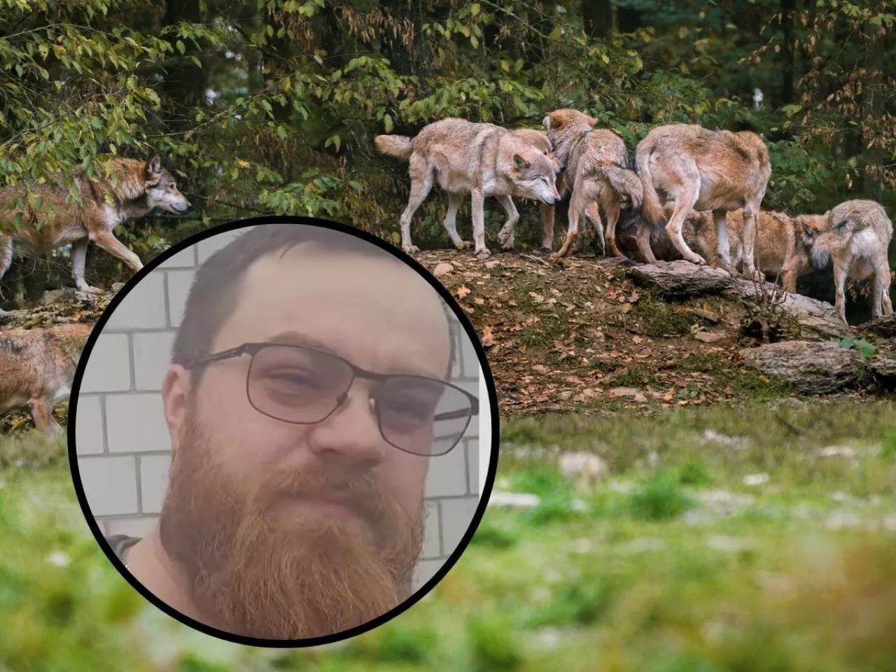 Atak na bydło w powiecie augustowskim