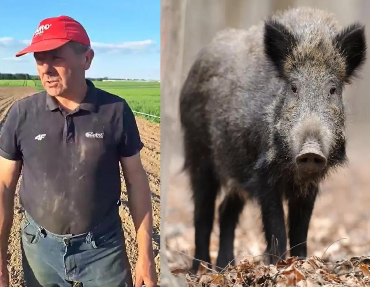 dziki niszczą uprawy kukurydzy