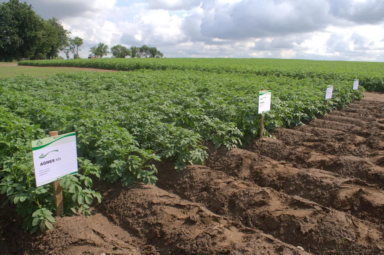 europlant odmiany