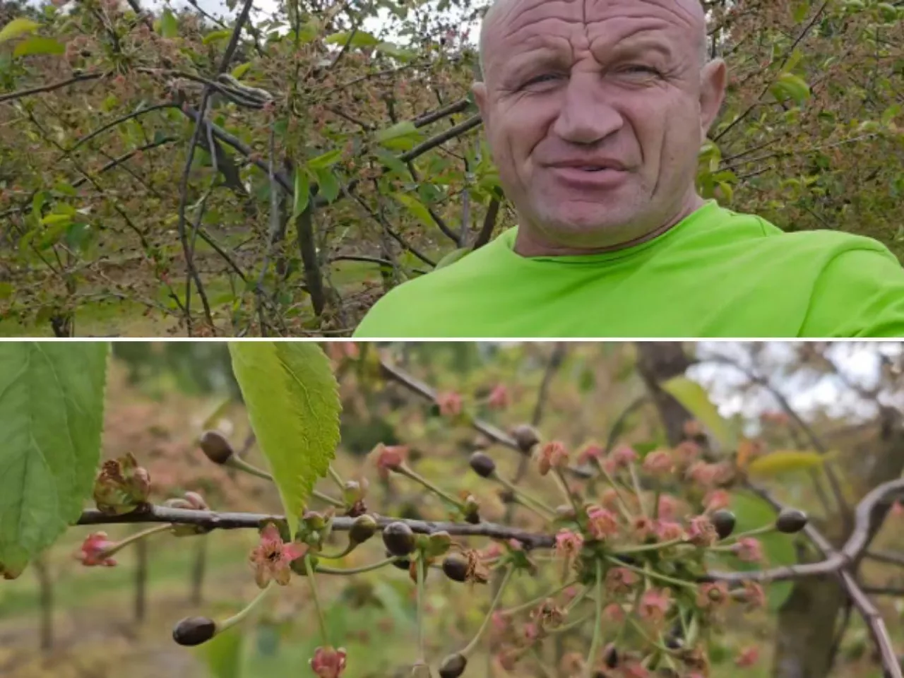 Przymrozki w sadzie u Pudzianowskiego