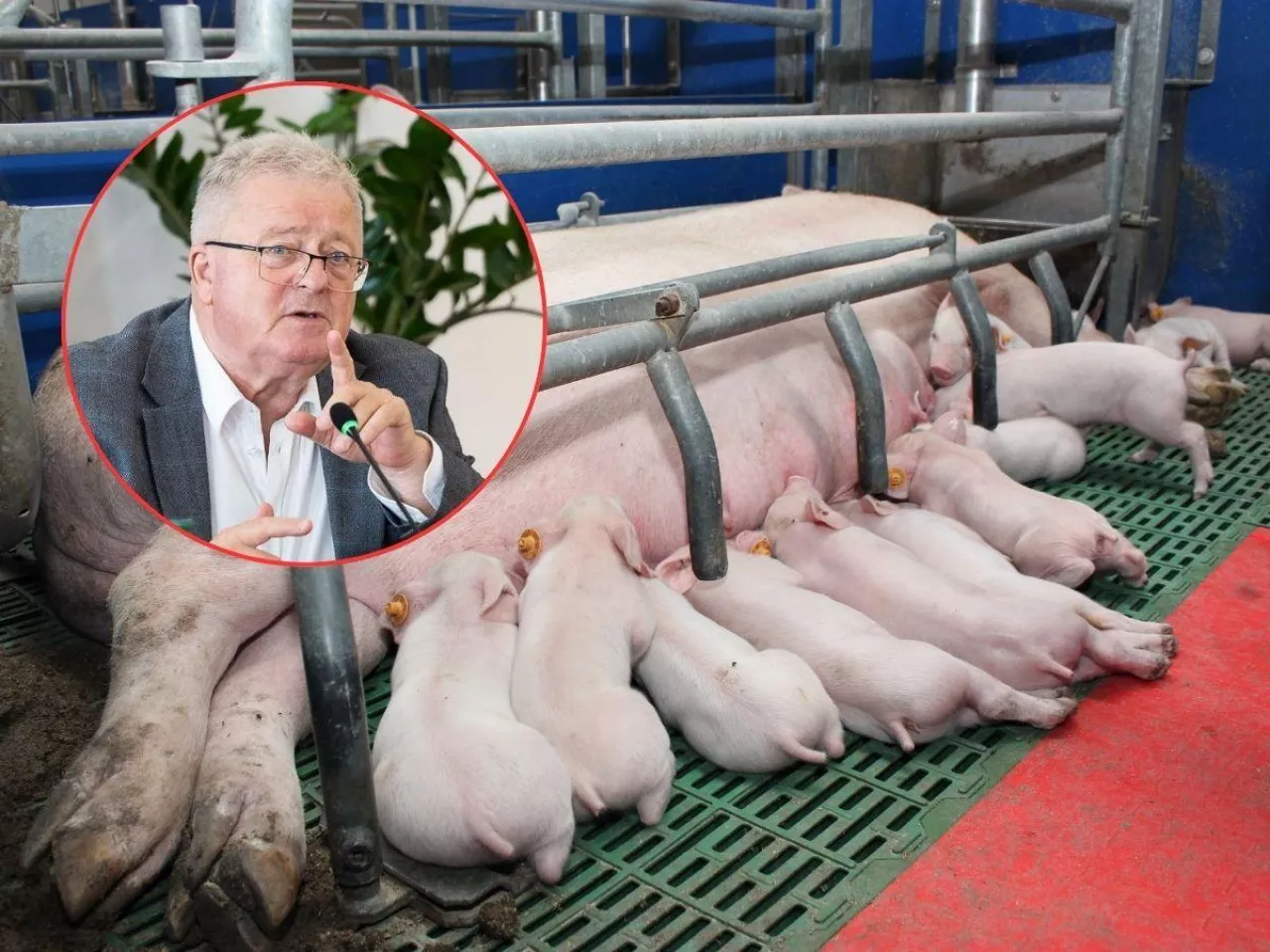 Dopłaty do prosiąt: minister zapowiada nowy program dla rolników