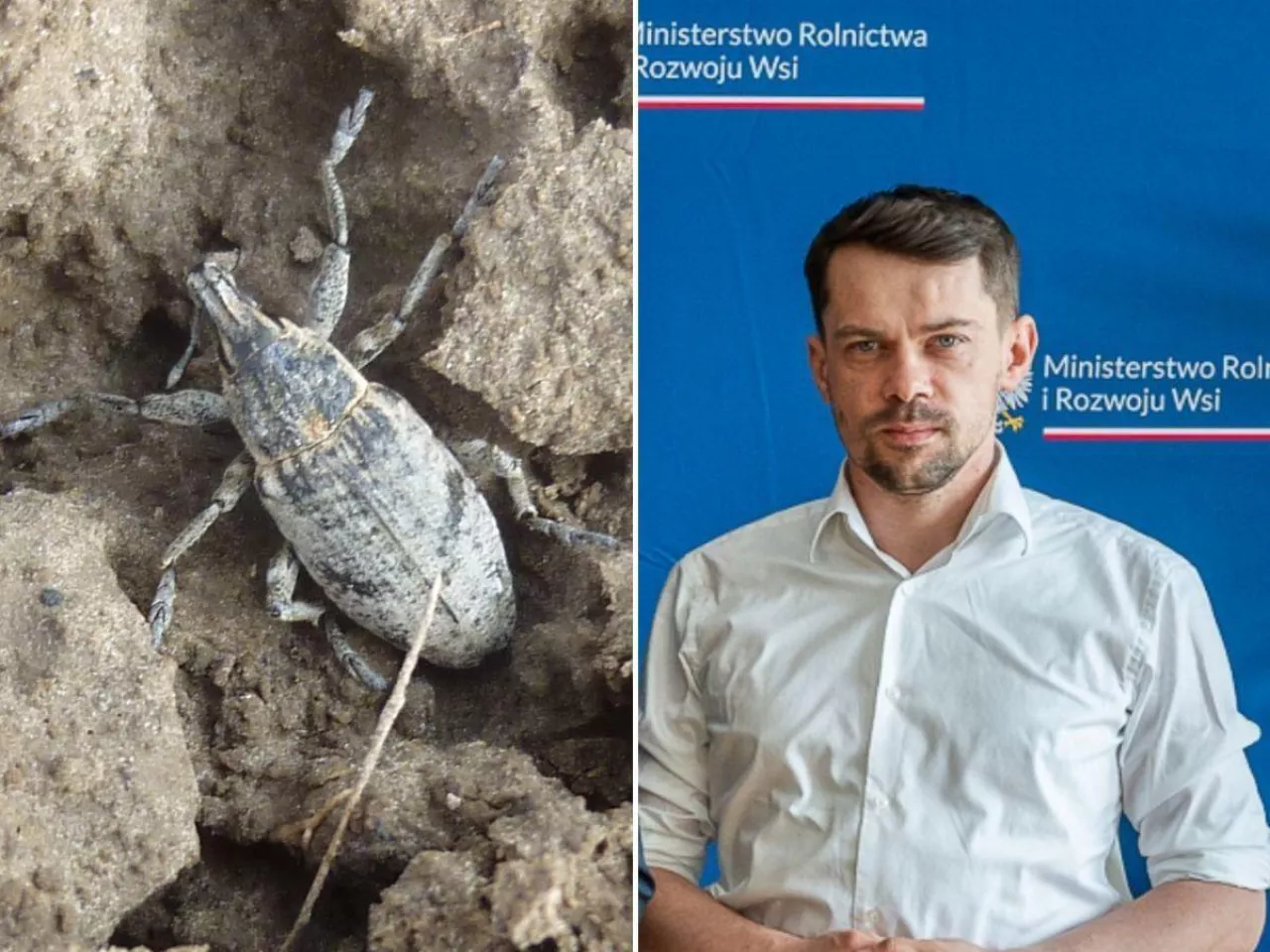 Ministerstwo rolnictwa testuje nowe sposoby na szarka komośnika. Jakie?