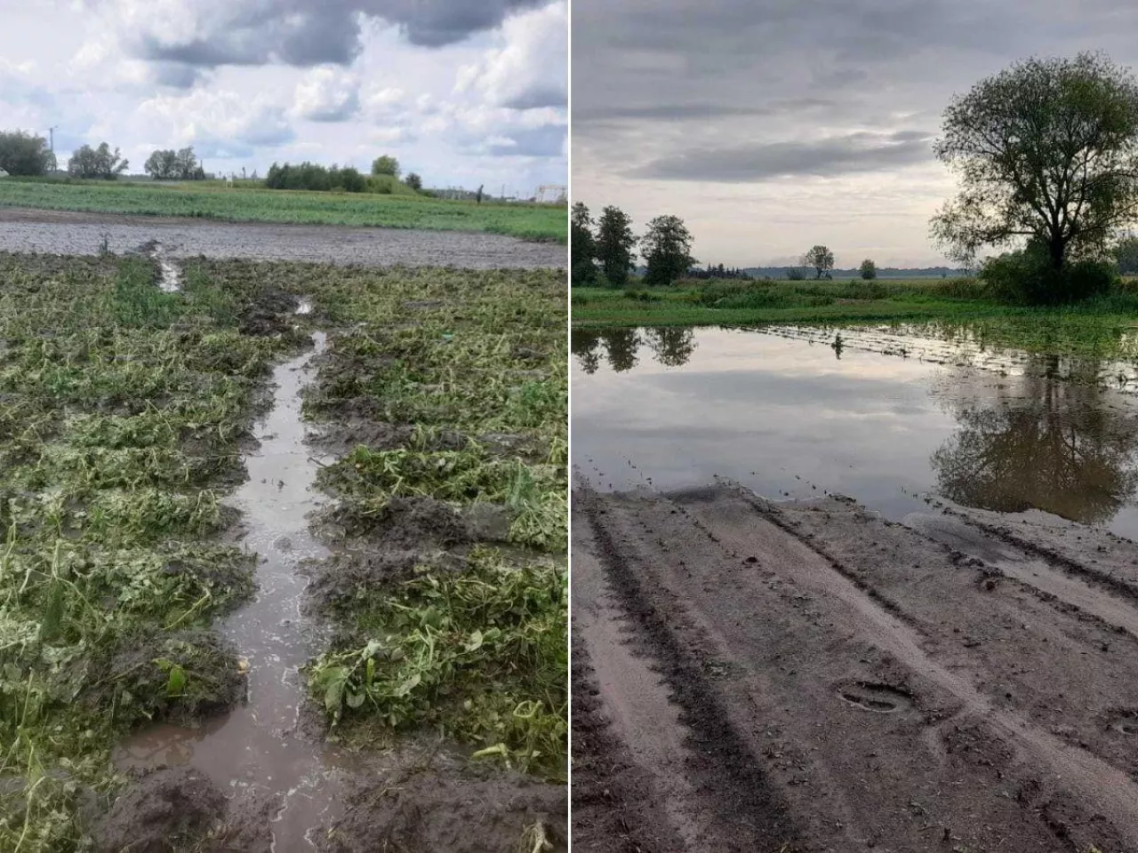 Katastrofa rolników na Dolnym Śląsku. Rząd poluzuje wymogi i da więcej czasu na dopłaty?