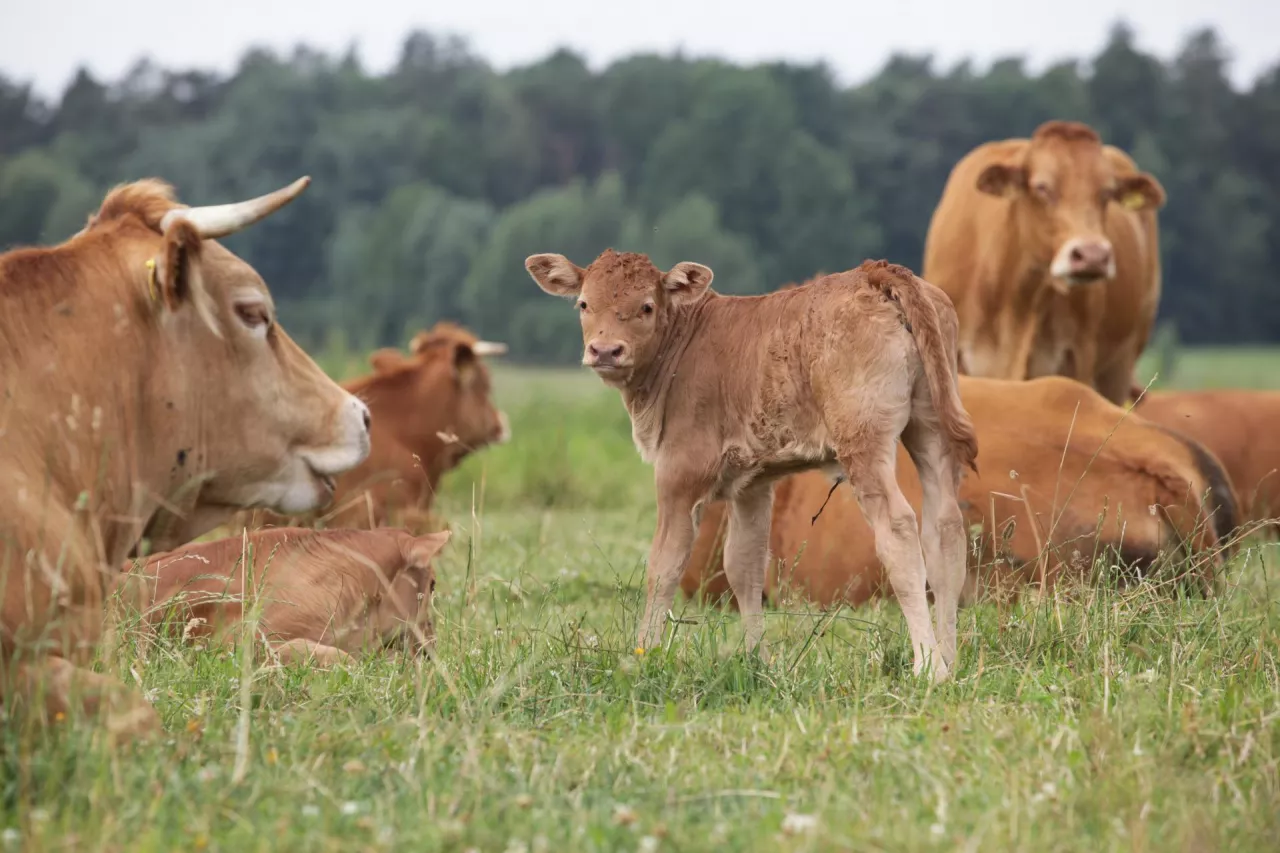 Jakie są ceny bydła w Polsce?