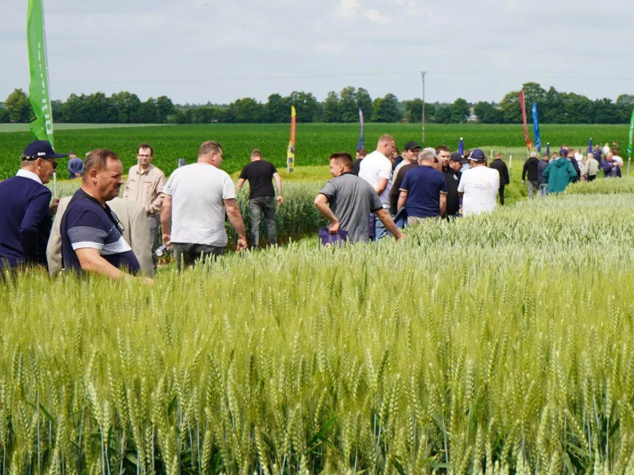 Aż 171 odmian pszenicy, rzepaku, owsa, grochu. Zobacz hity i nowości ze Strzelc