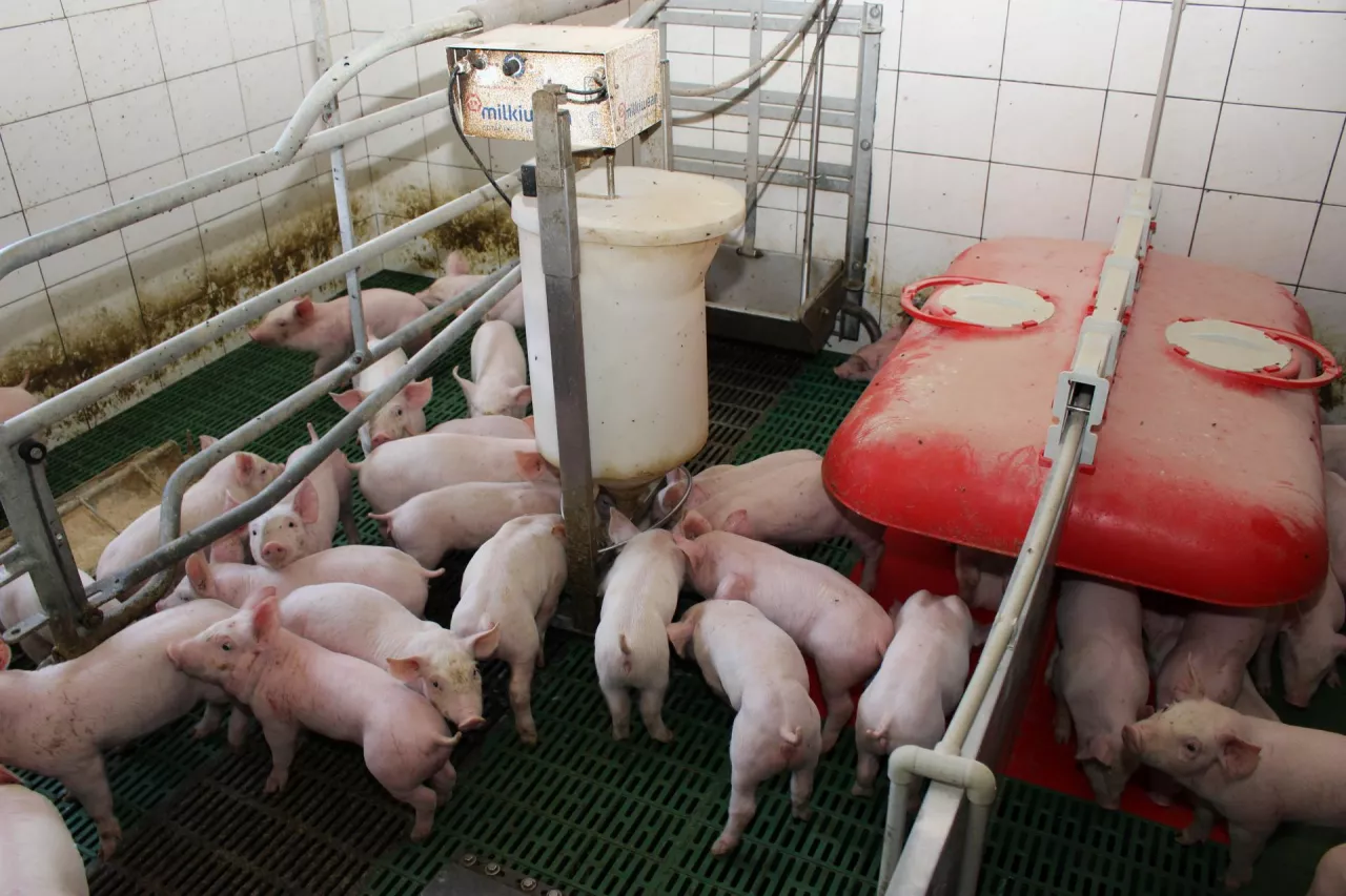 O pieniądze z rolnictwa 4.0 mogą wnioskować jedynie producenci świń w cyklu zamkniętym