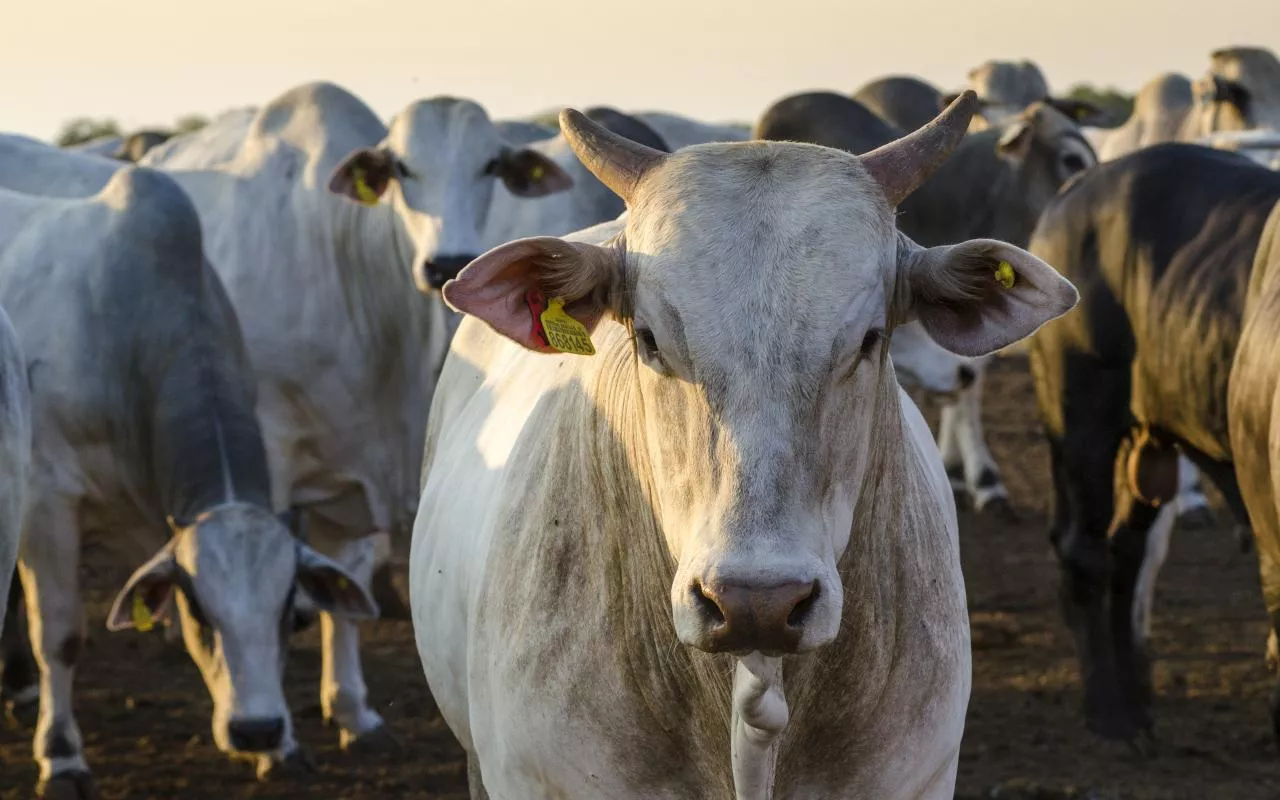 Zbliżenie na bydło rasy zebu (Brahman), powszechnie hodowane w krajach Mercosur, zwłaszcza w Brazylii. Symbol zagrożenia dla unijnego rynku wołowiny w kontekście umowy UE–Mercosur.