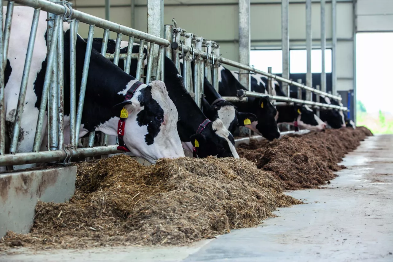 Ceny mleka będą rosły? Oto prognoza na koniec 2025 roku