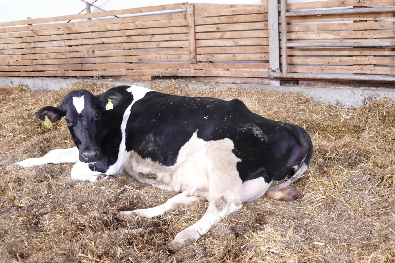 Zatrzymany poród u krowy. Co robić?