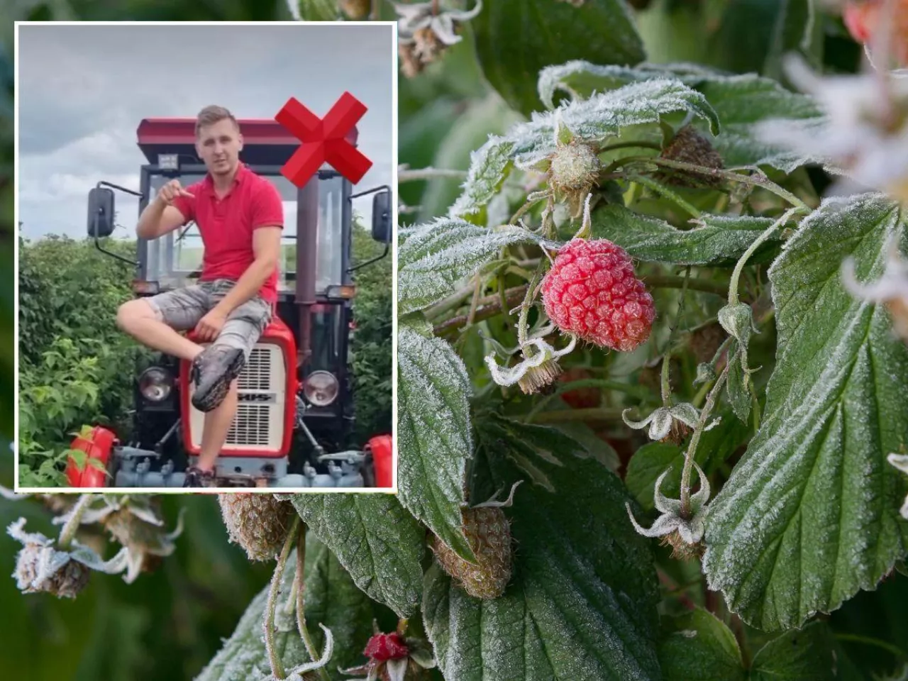 Ceny malin w punktach skupu spadają od kilku dni. Zdaniem Krzysztofa Chmiela, plantatora malin z pow. kraśnickiego, 2025 r. jest kolejnym, w którym rolnicy dostają po kieszeni. – Kolejny rok dostajemy po kieszeni. Plantacji będzie coraz mniej i producentów też, bo ile można dokładać? – pyta Chmiel.