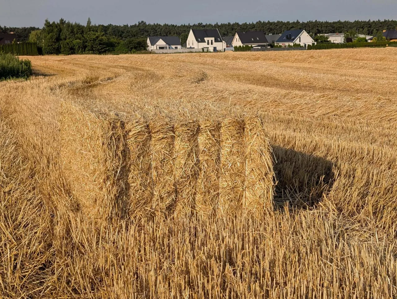 Ceny słomy ze żniw: ile kosztuje bela w sierpniu 2025?