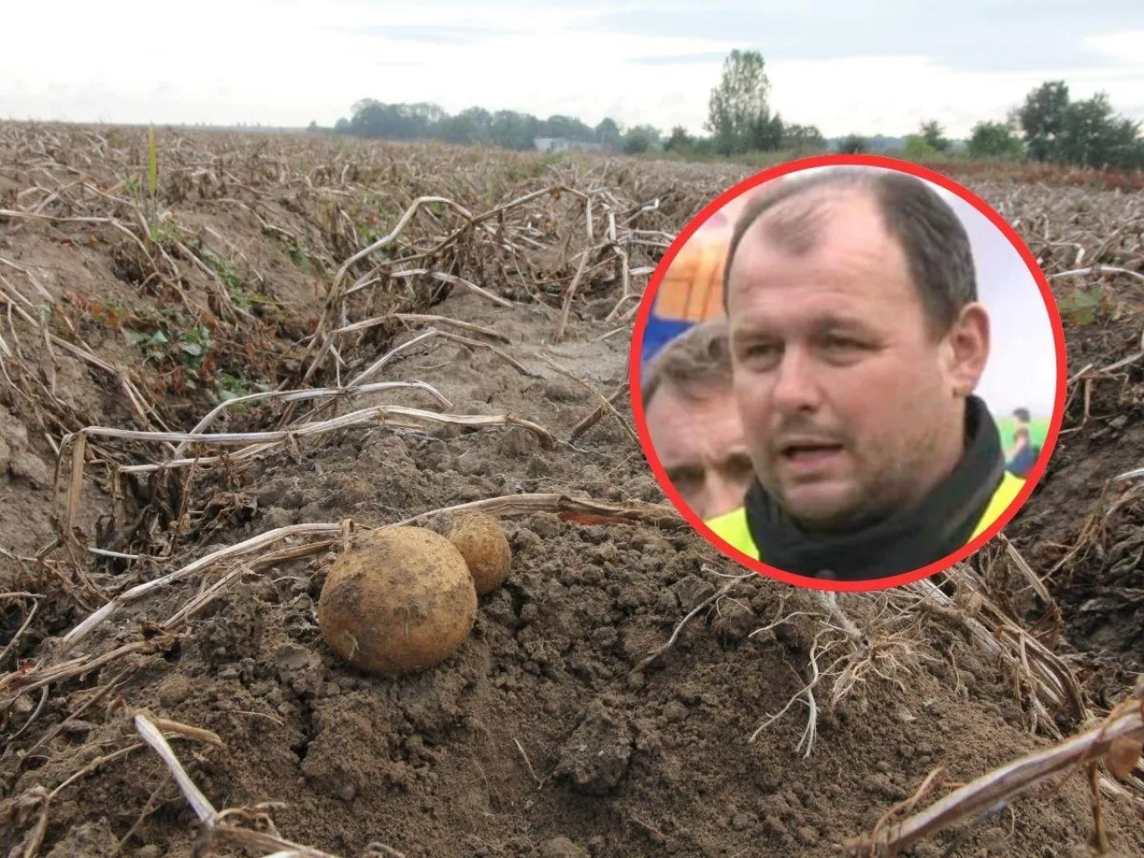Polska tonie w ziemniakach z importu, a polscy rolnicy dostają zaledwie 30 gr. za kg