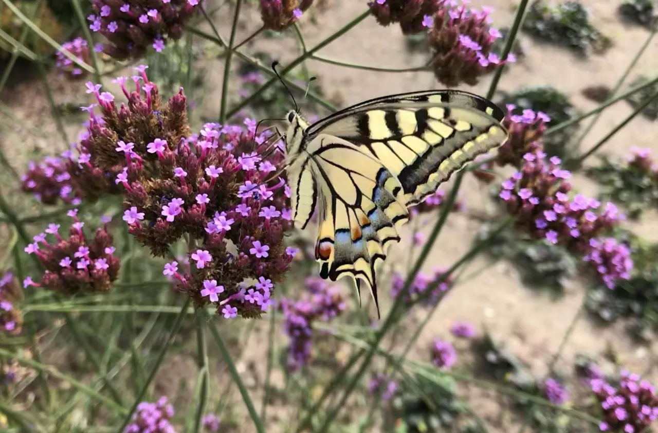 motyl paź królowej na roślinie