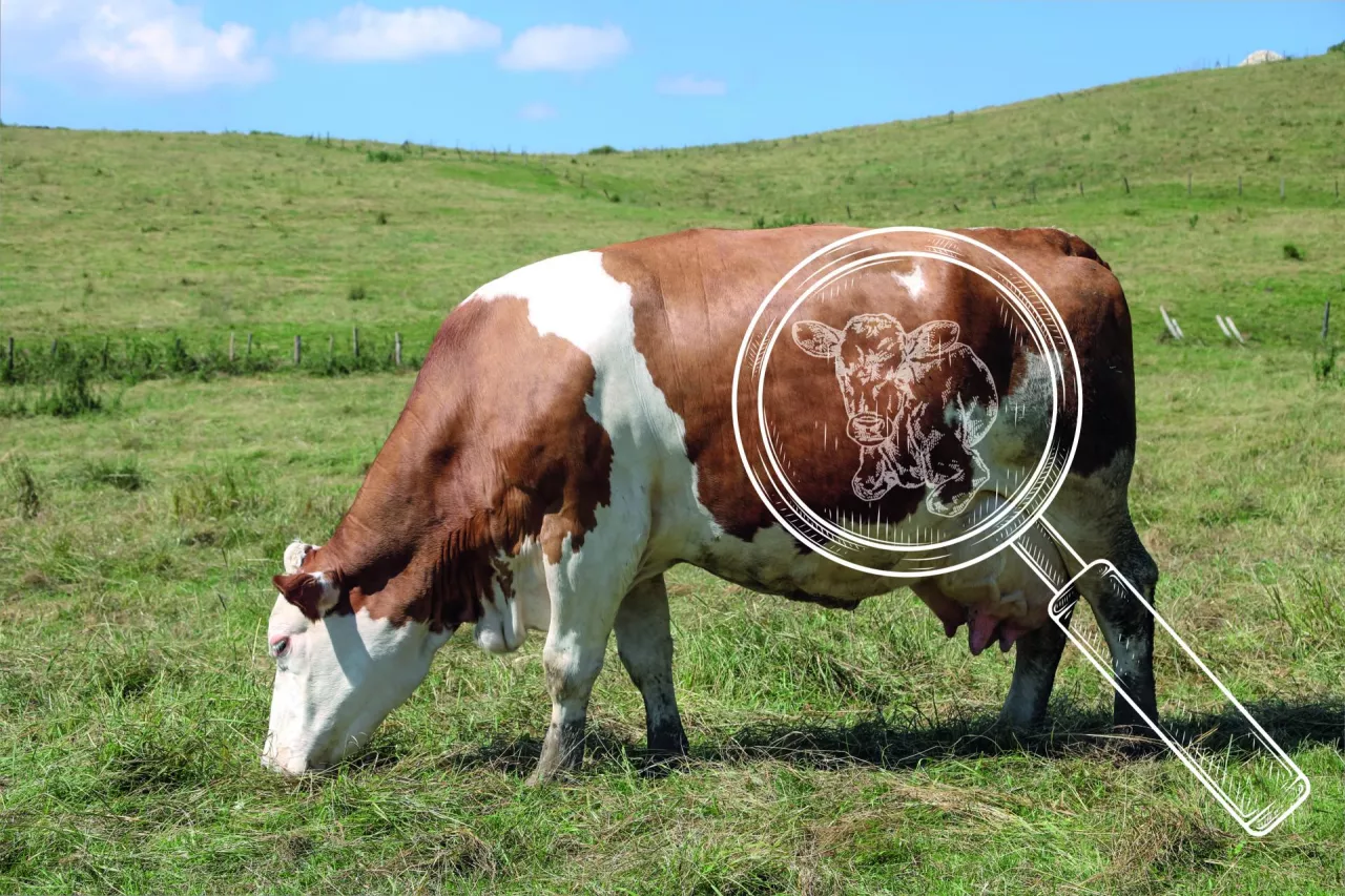 Heavily pregnant cow with large swollen udders full of milk grazing in a mountain pasture