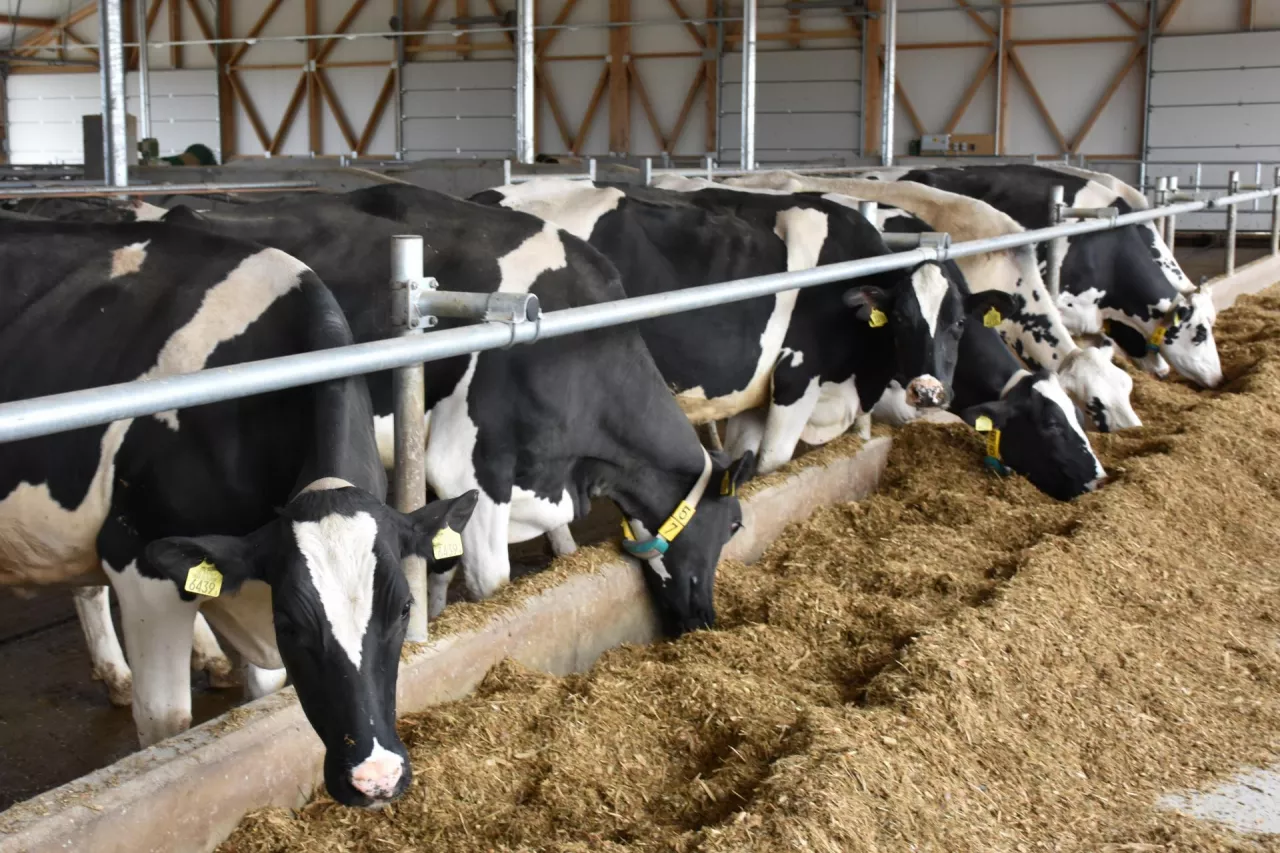 Badania dowodzą, że przez wprowadzenie do dawki dla krów beta-karotenu w ilości od 350 do 600mg/sztukę/dzień, zwiększoną została odporność gruczołu mlekowego na występowanie stanów zapalnych