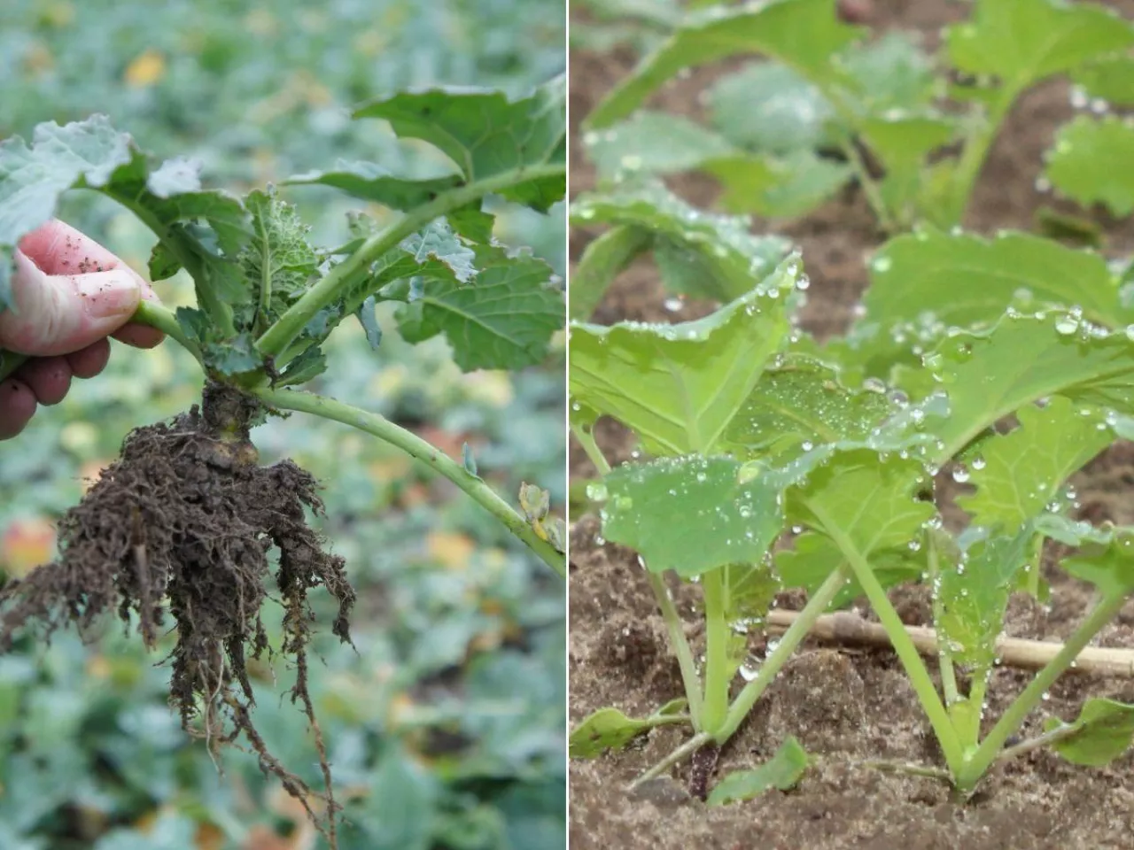 Jak regulować rzepak jesienią? Kluczowe wskazówki przed zimą 