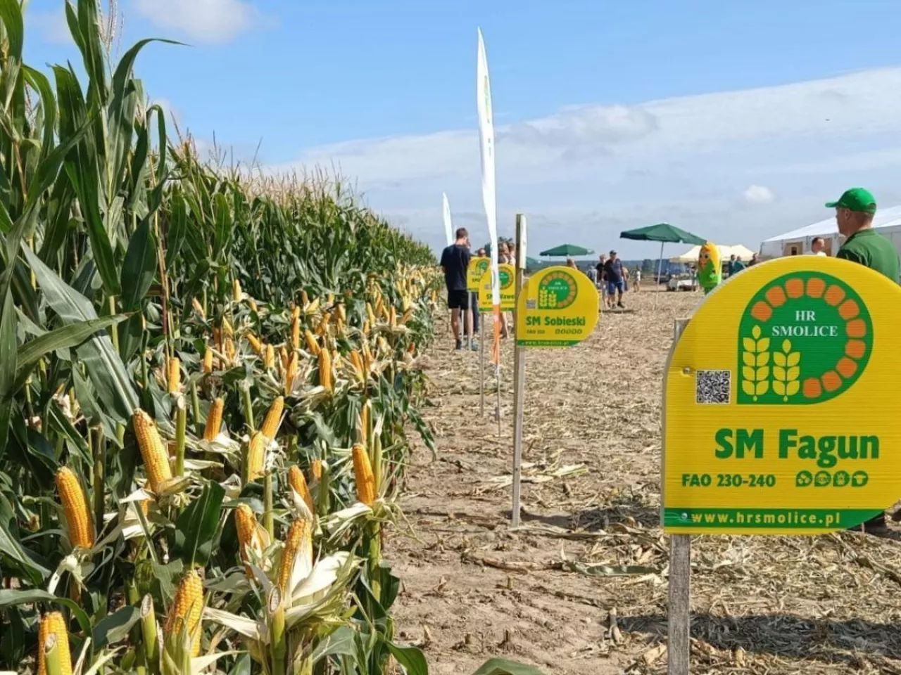 Nowe odmiany kukurydzy. Dają radę nawet przy suszy