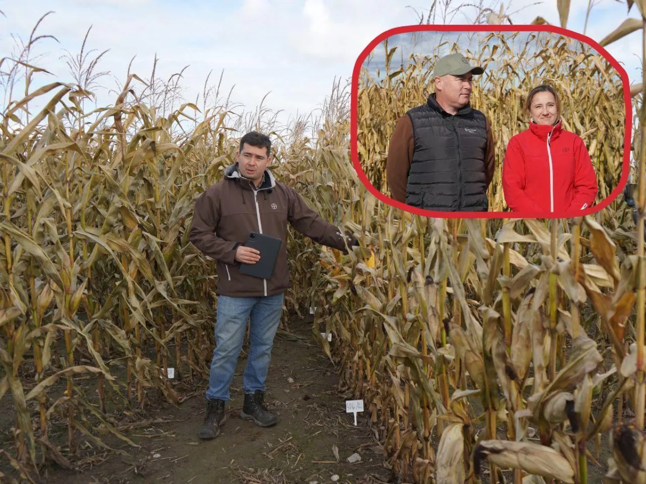 Suchsze ziarno i większy zysk? Rolnicy testują nowe odmiany kukurydzy