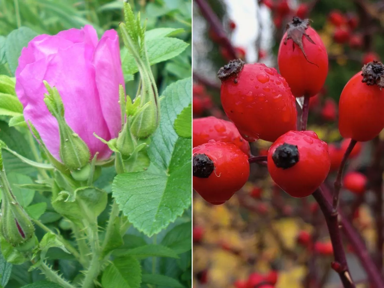 Posadź dziką różę nie tylko dla ozdoby