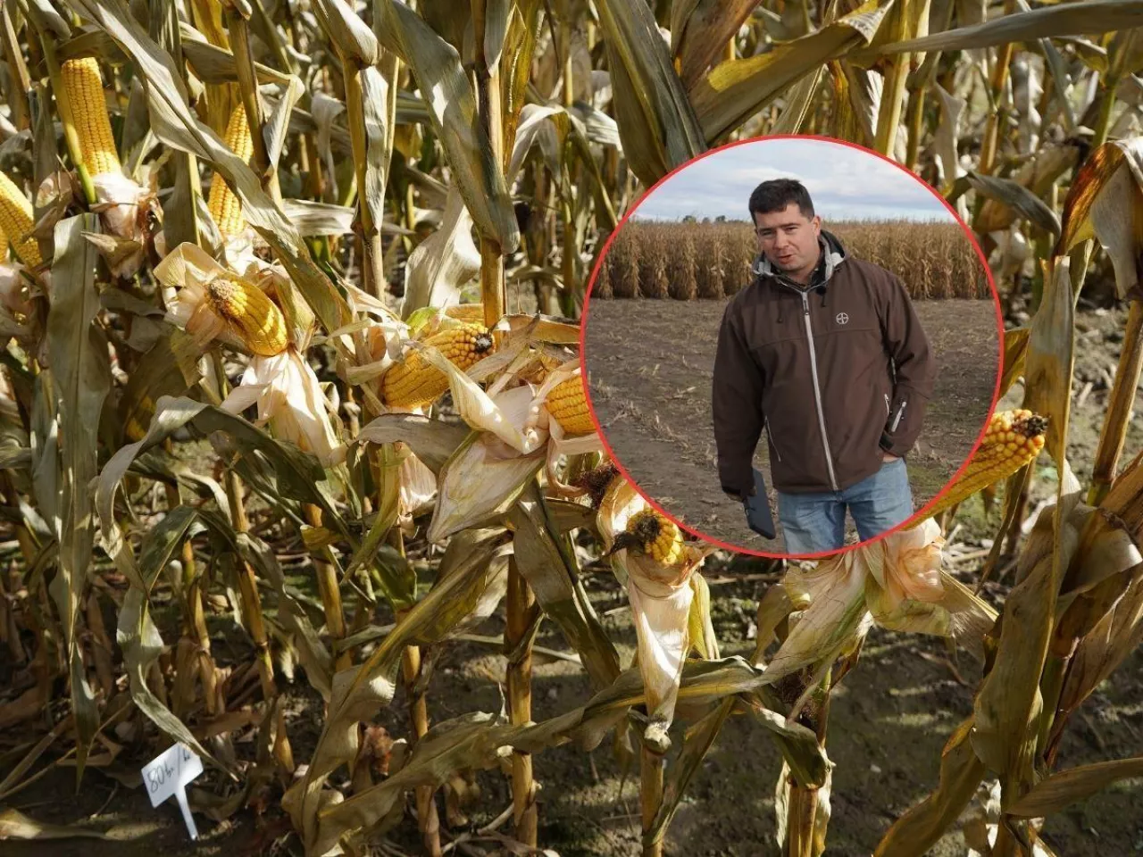 Czarodziejskie koło kukurydzy. Rolnicy sprawdzili, przy jakiej obsadzie plon jest najlepszy