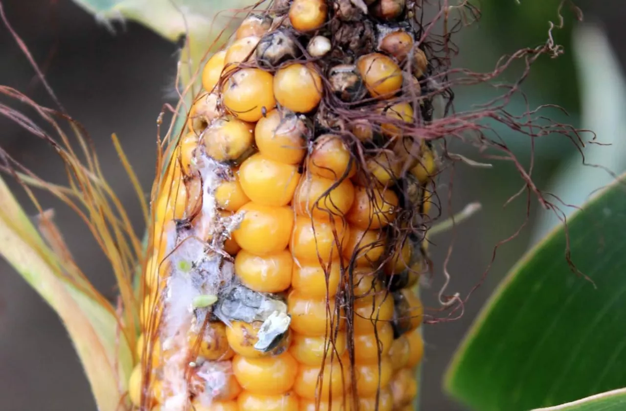 Różne mykotoksyny obecne w surowcach mogą powodować w efekcie kumulacji dużo groźniejsze skutki niż pojedyncza toksyna