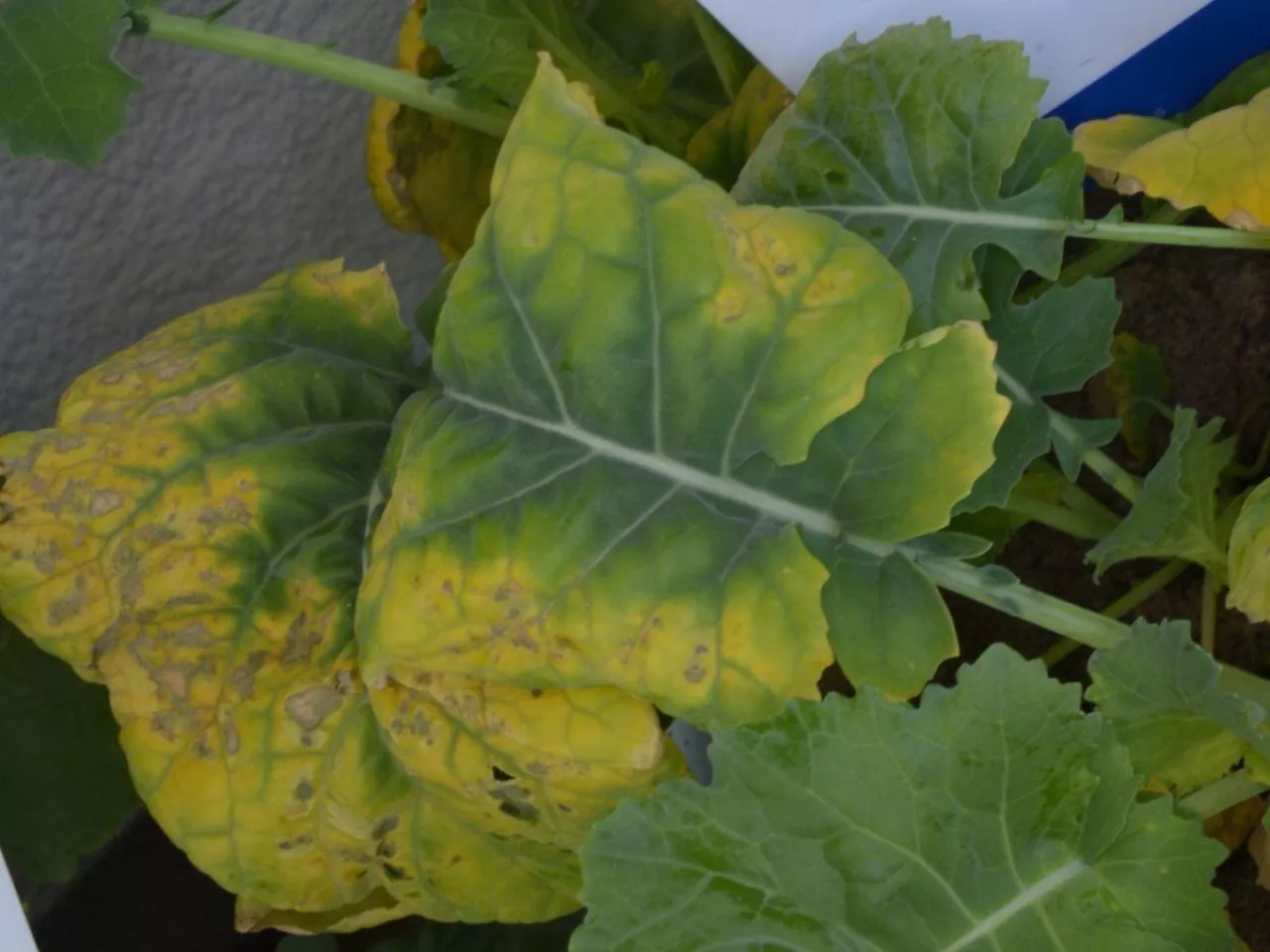 Jak potas pomaga roślinom przetrwać zimę?