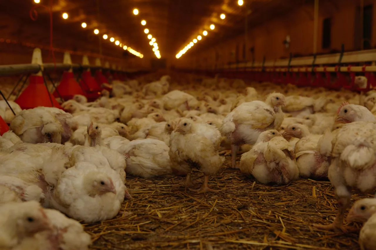 Brojlery na dużej fermie drobiu