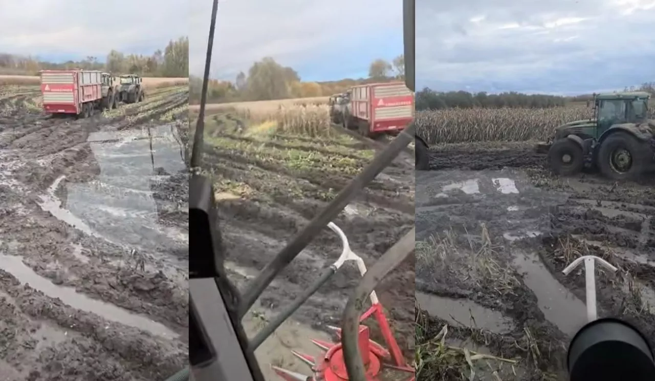 Żuławy, zalane pola, zbiory kukurydzy