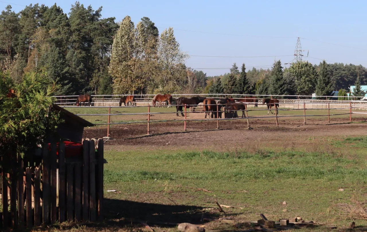 NIeodłącznymi towarzyszami rodziny Łazińskich są konie rasy zimnokrwistej 