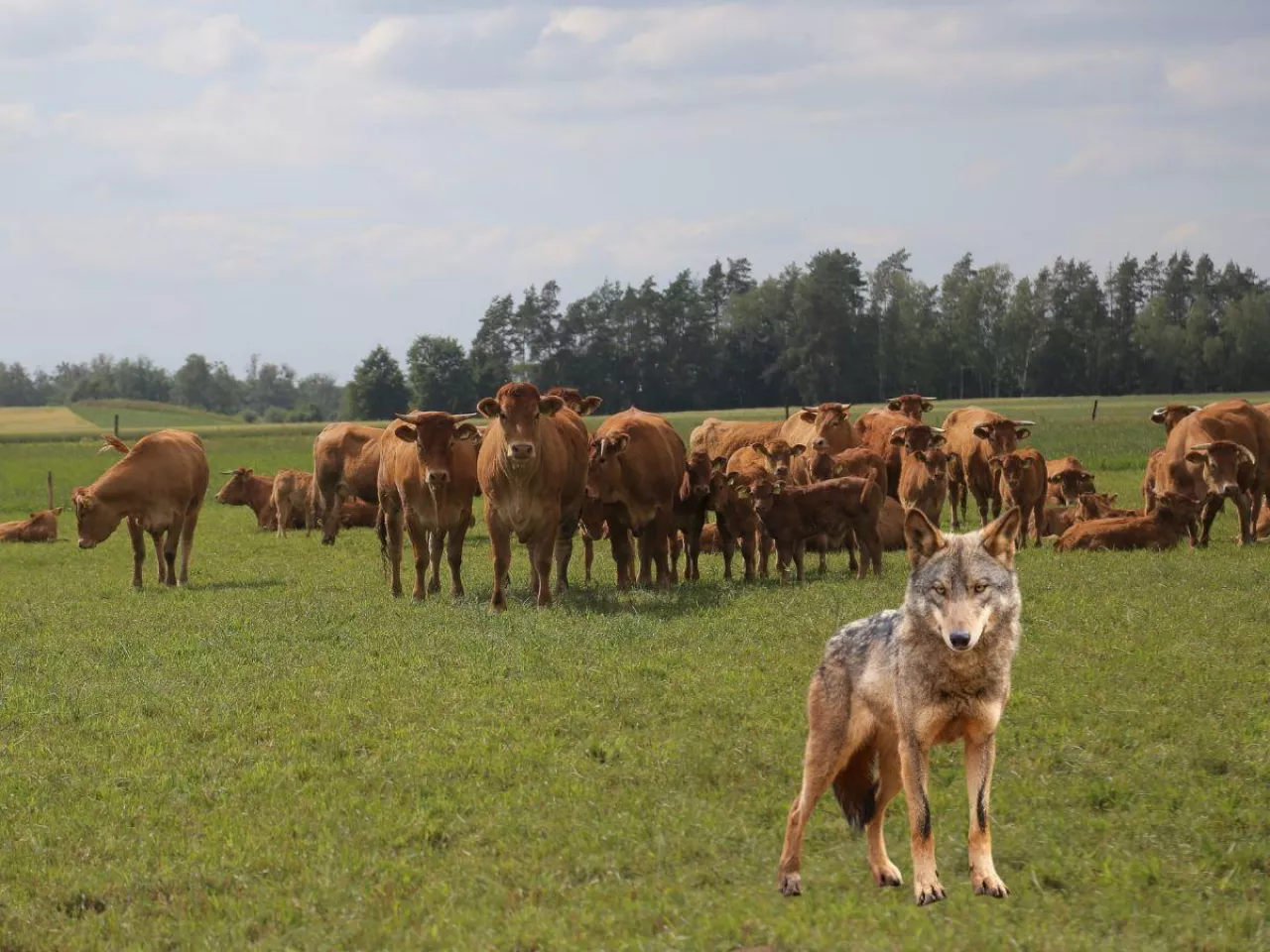 Wilki zagryzają bydło w warmińsko-mazurskim
