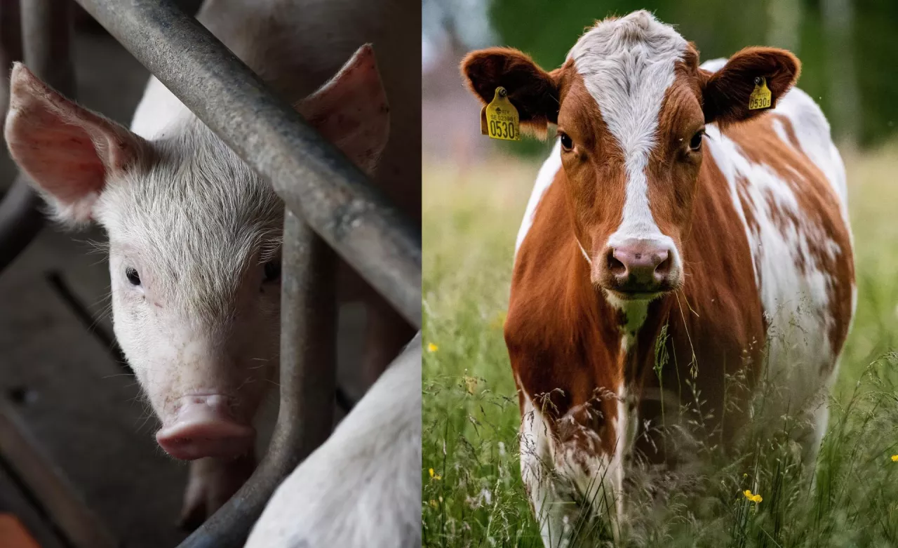 Produkcja zwierzęca zostanie uznana za kluczowy element systemu bezpieczeństwa żywnościowego?