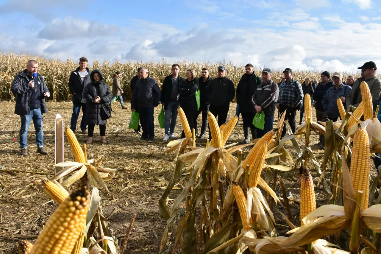 grupa rolników i kukurydza