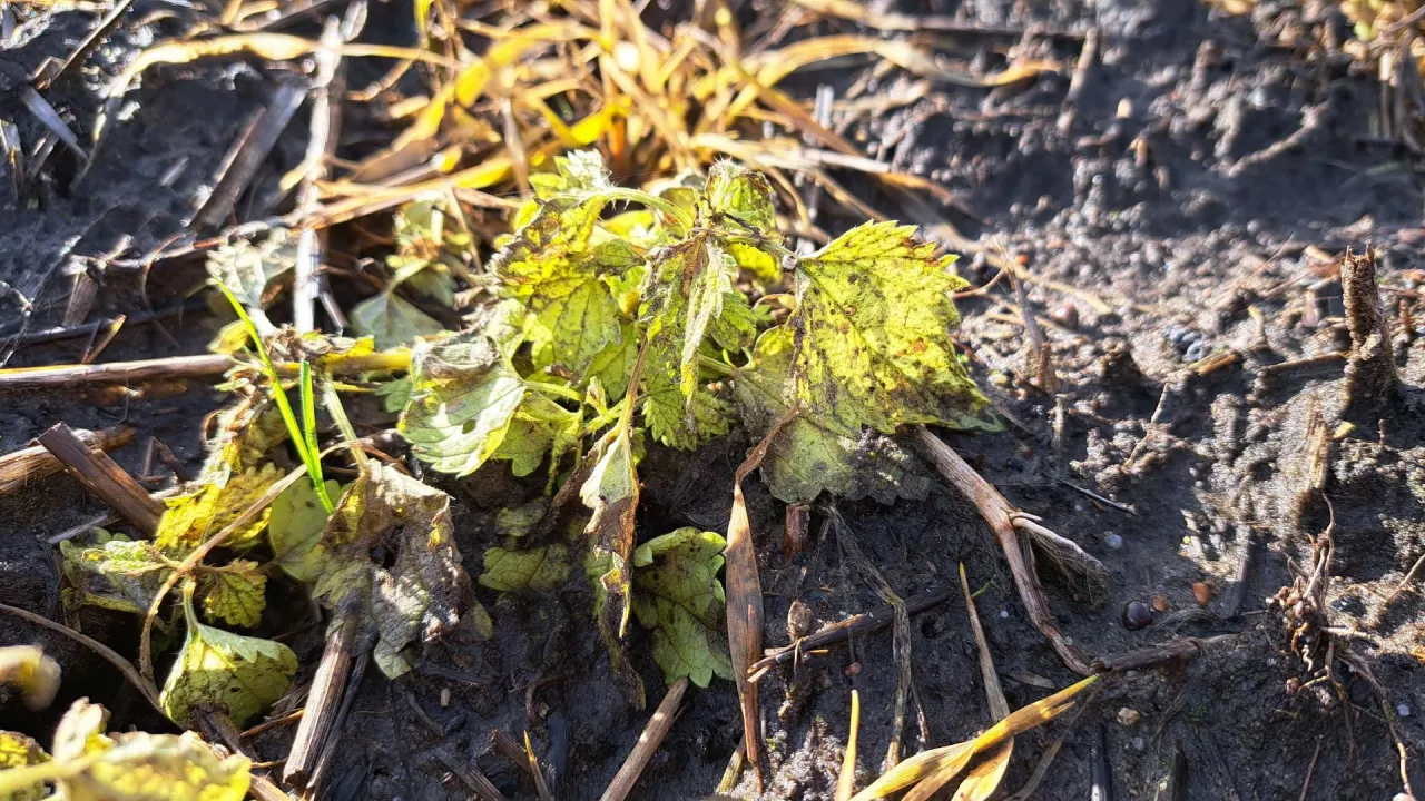 chwasty po glifosacie