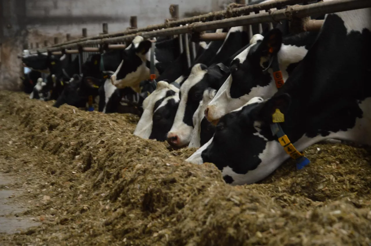 obora wolnostanowiskowa, krowy