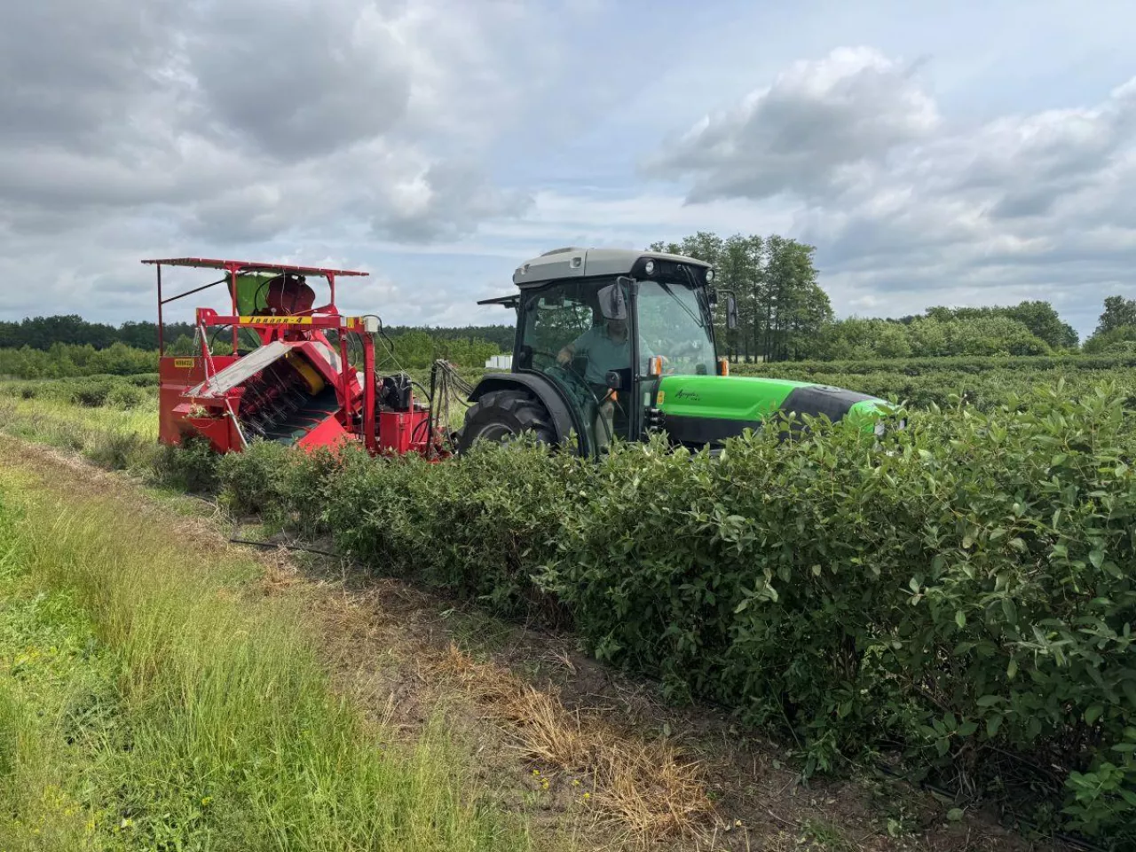 Zbiór owoców w GO Krupińscy