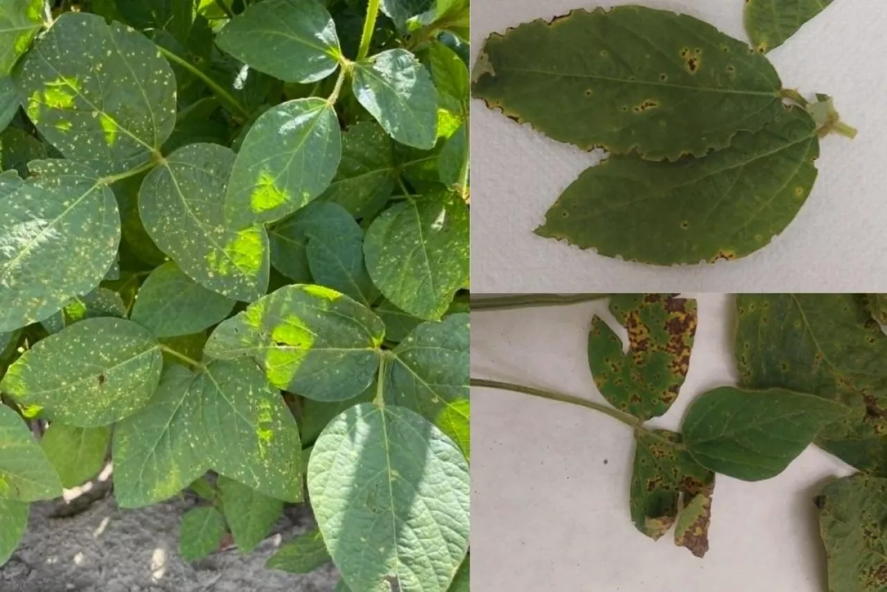 choroby bakteryjne soja