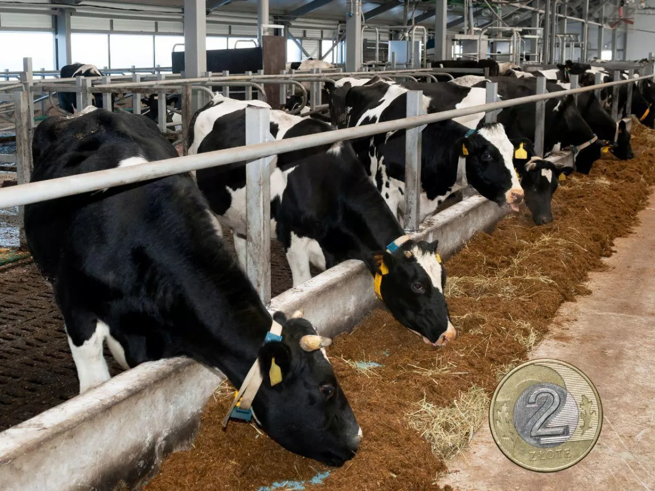 Ceny mleka znów w dół. Gdzie mleczarnie płacą najmniej?