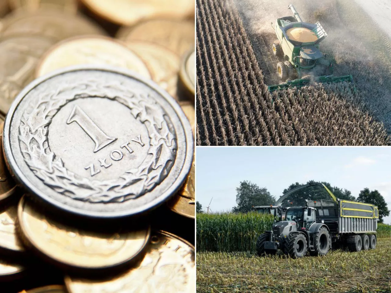 Kukurydza 2025 na minusie. Rolnik traci 3,5 tys. zł na każdym hektarze