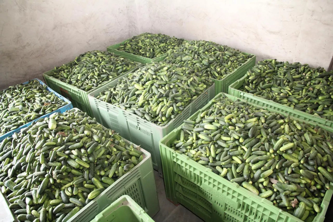 Segregowane ogórki.