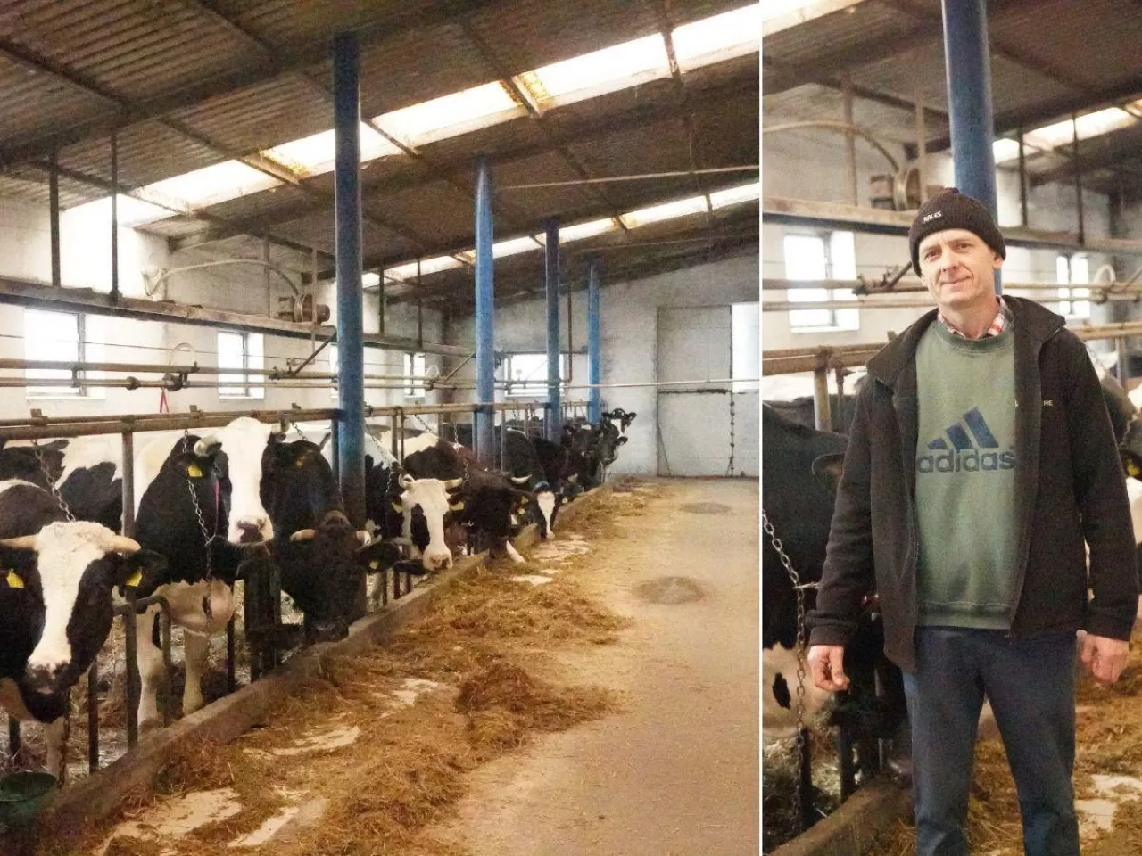 30 lat przy krowach i wciąż mają plany. ”Chcemy spuścić je z uwięzi”