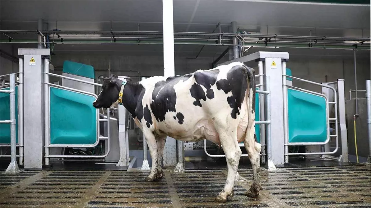 Krowa mleczna wchodząca do stanowiska udoju automatycznego DairyRobot R9600 firmy GEA.