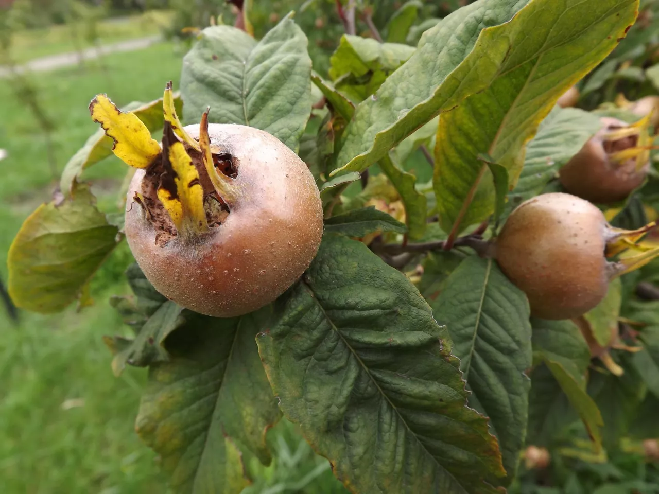 Owoce nieszpułki zbieramy w grudniu. Najlepsze w smaku są po przemarznięciu