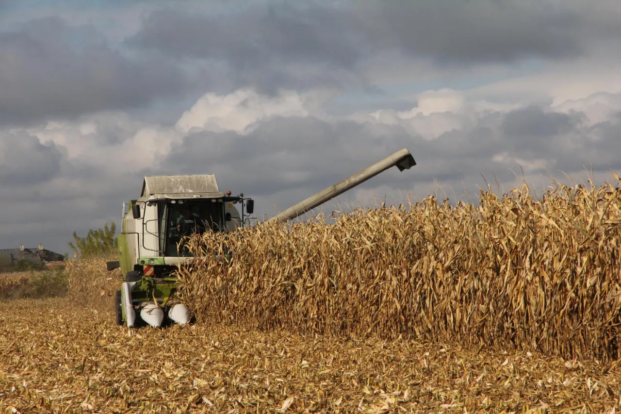 Kombajn zbiera kukurydzę na polu