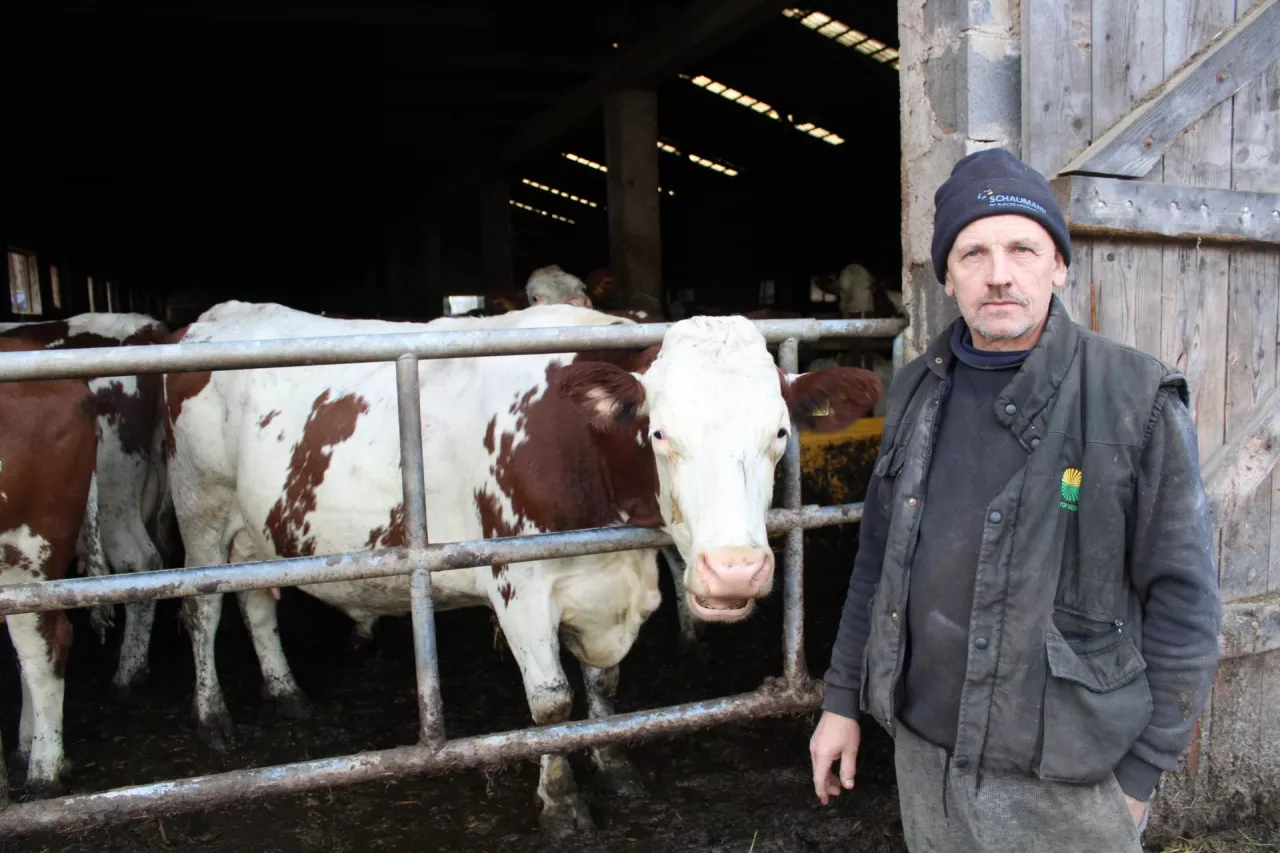 Pan Czesław postawił na krowy rasy montbeliarde, gdyż są wytrzymałe i dobrze znoszą górskie warunki